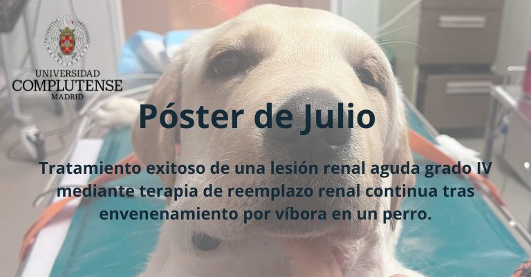 Tratamiento exitoso de una lesión renal aguda grado IV mediante terapia de reemplazo renal continua tras envenenamiento por víbora en un perro.
